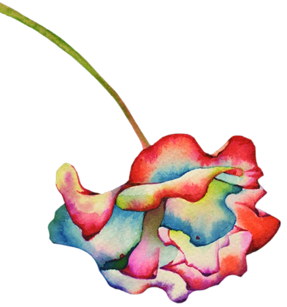 deco rose